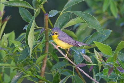 Canada Warbler 0889EWC.jpg