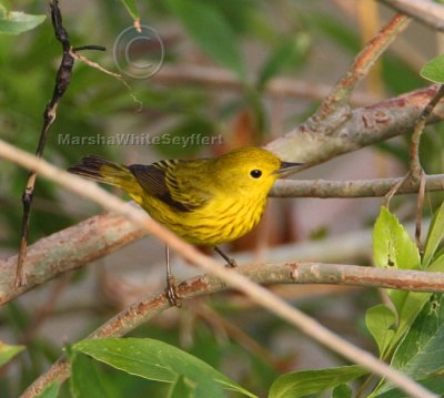 Yellow Warbler 0928EWC.jpg