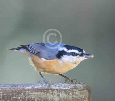Red-breasted Nuthatch_2083EWC.jpg