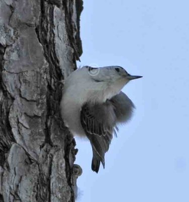 Nuthatches