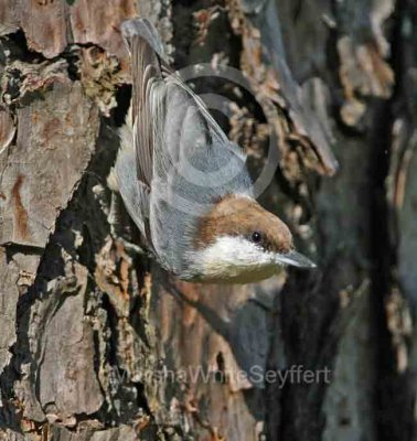 Brown-headed Nuthatch - Sitta pusilla