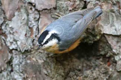 Red-headed Nuthatch_2408EWC.jpg