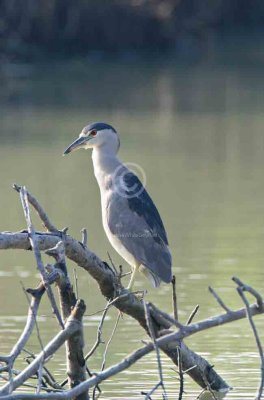 Black-crowned Night Heron 2668EWC.jpg