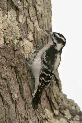 Downy Woodpecker  2977EWC.jpg
