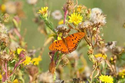 Gulf Fritillary Butterfly 2755EWC.jpg