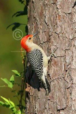 Red-bellied Woodpecker  3888EWC.jpg