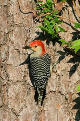 Red-bellied Woodpecker - Melanerpes carolinus