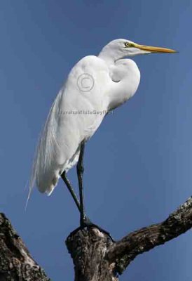 Great Egret - Ardea alba