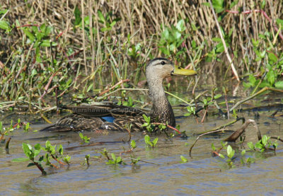 Mottled Duck 0323EWC.jpg