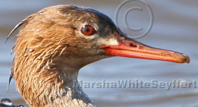 Red-breasted Merganser 1892E-HEADSHOT.jpg