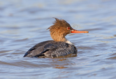 Red-breasted Merganser 1984EWC.jpg