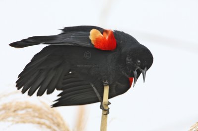 Red-winged Blackbird 2348EWC.jpg