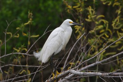 Snowy Egret 2387EWC.jpg