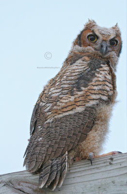 Great Horned Owl (nestling) 0830EWC.jpg
