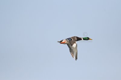 Mallard 0900EWC.jpg