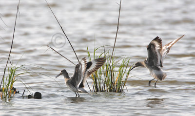 Willet 2630EWC.jpg