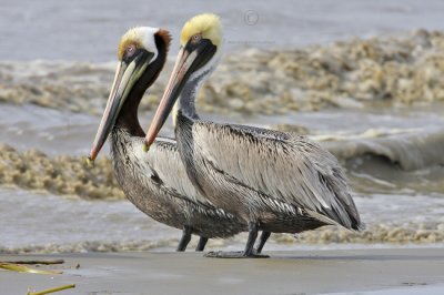 Brown Pelican 3076EWC.jpg