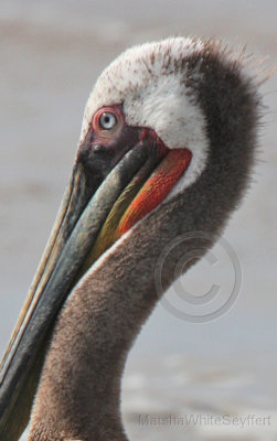 Brown Pelican 3097EWCHEAD.jpg