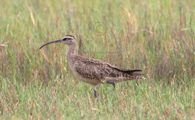 Whimbrel 2729EWC.jpg