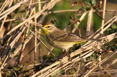 Palm Warbler 1535EWC.jpg