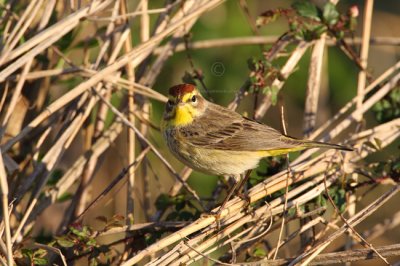 Palm Warbler 1539EWC.jpg