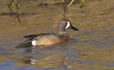 Blue Winged Teal 1384EWC.jpg