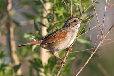 Swamp Sparrow 1514EW.jpg