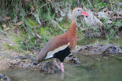 Black-bellied Whistling Duck 4165EWC.jpg
