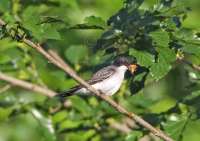 Eastern Kingbird 4376EWC.jpg