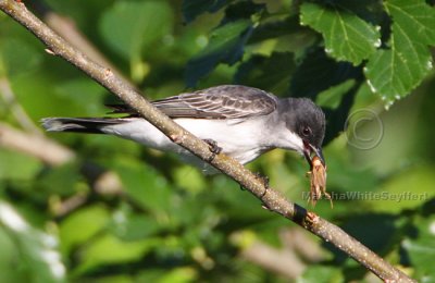 Eastern Kingbird 4377EWC.jpg