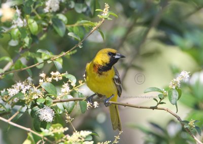 Orchard Oriole - Icterus spurius