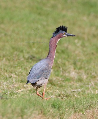 Green Heron (Butorides virescens) (crest up) 4750EWC.jpg