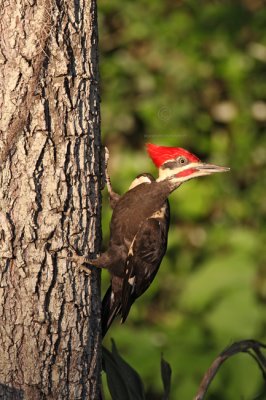 Pileated Woodpecker 4822EWC.jpg