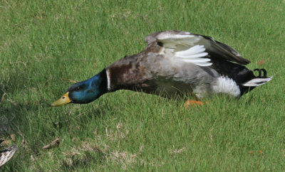 Mallard 4361EWC.jpg