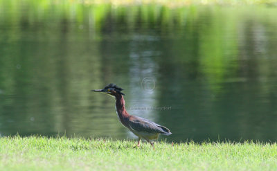  Green Heron (Butorides virescens) 4380EWC.jpg