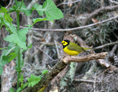 Hooded Warbler 4500EWC.jpg