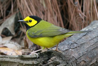 Hooded Warbler 4503EWC.jpg