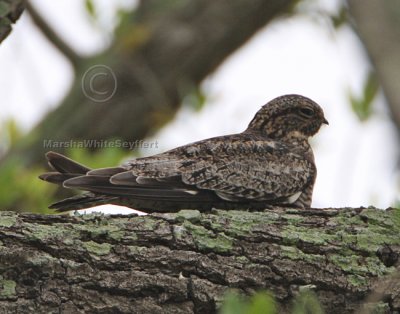 Common Nighthawk Field Shot  5016EWC.jpg