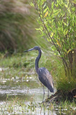 Tricolored Heron 5547EWC.jpg