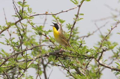 Common Yellowthroat 5644EWC.jpg