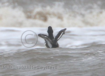 Lesser Scaup Field Shot 5283EWC.jpg