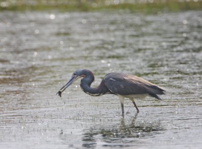 Tricolored Heron 5539EWC.jpg