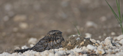 Common Nighthawk 5317EWC.jpg