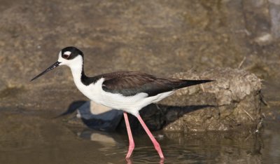 Black-necked Stilt 5371EWC.jpg