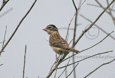 Rose-breasted Grosbeak 4622EWC.jpg