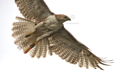 Red-tailed Hawk 3428EWC.jpg