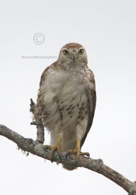 Red-tailed Hawk 3418EWC2.jpg