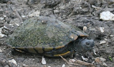 Turtle 4639EWC.jpg