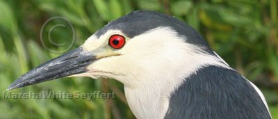 Black-crowned Night Heron 4668EWC.jpg