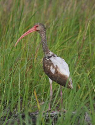 White Ibis (first summer) 4677EWC.jpg